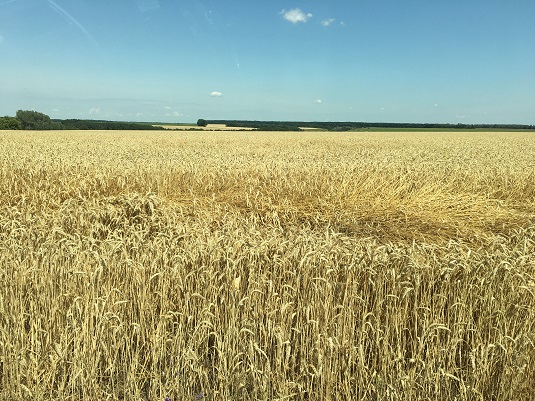 Wheat ready for harvest. Full image view opens in a new window.